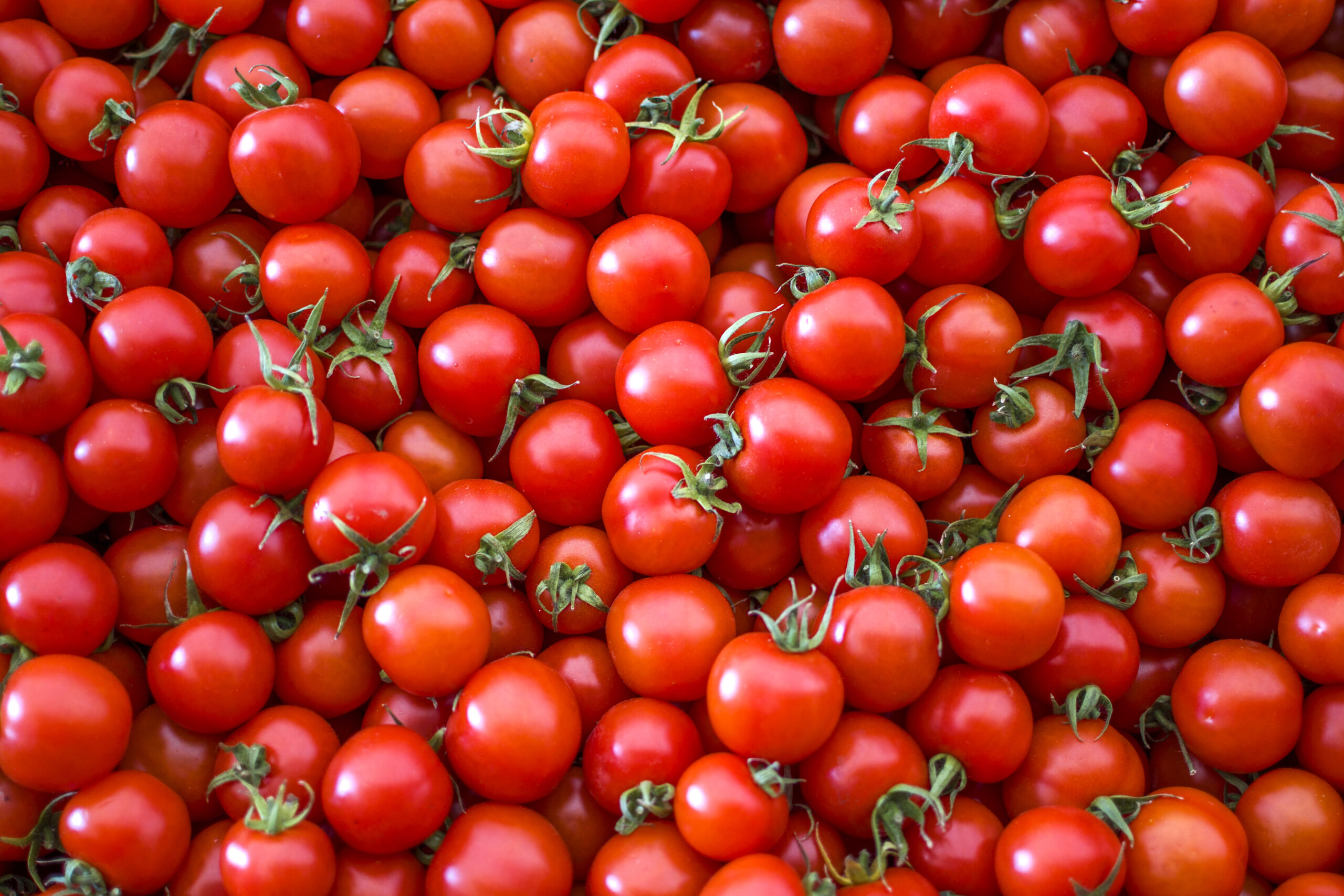 Tomatoes