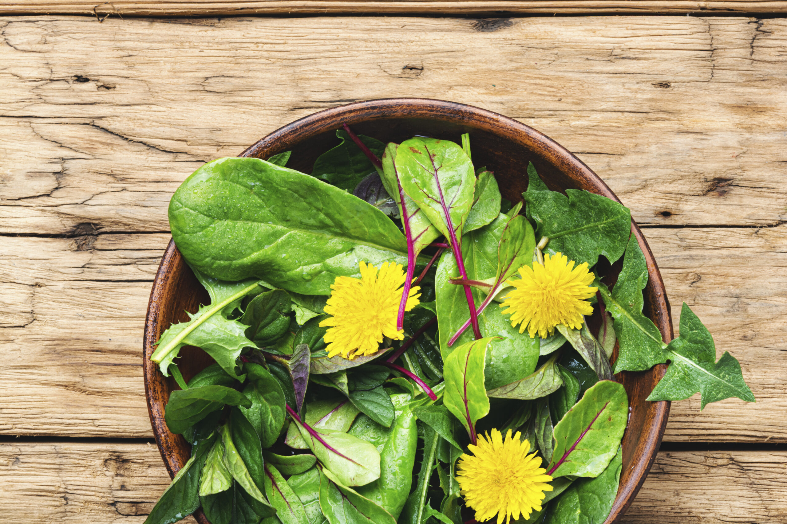 Salad with greens and dandelions.Spring salad with spinach and dandelion.