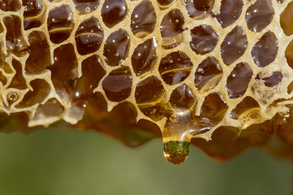  Honey dripping from honey comb on nature background, close up. 