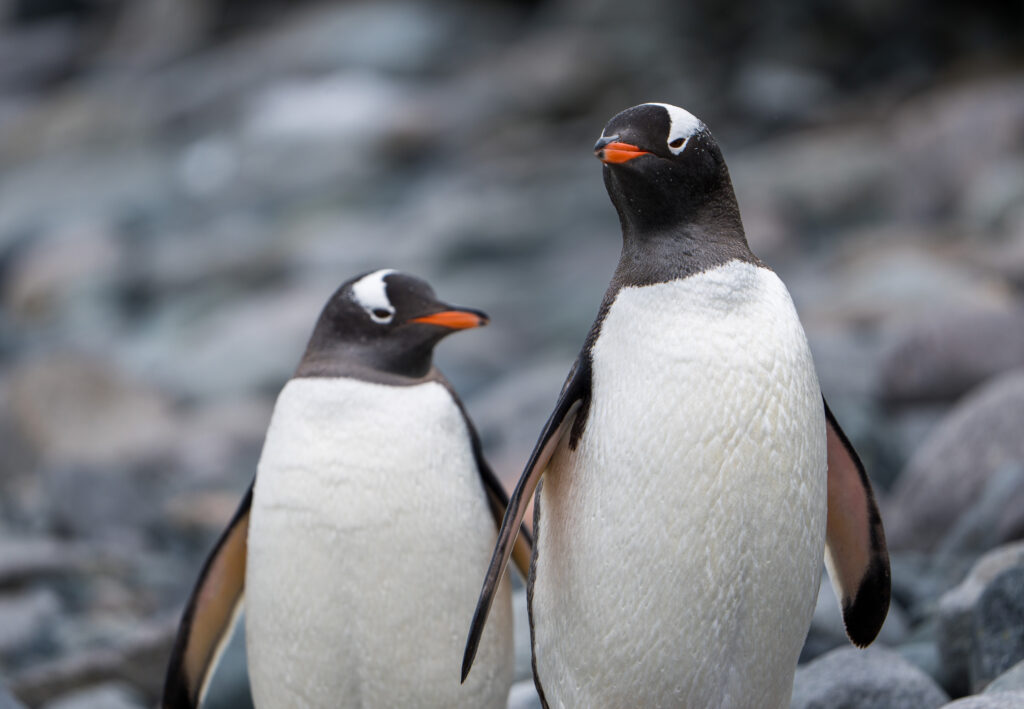 Pair of Gentoo Penguins nesting in the Antarctic Peninsula