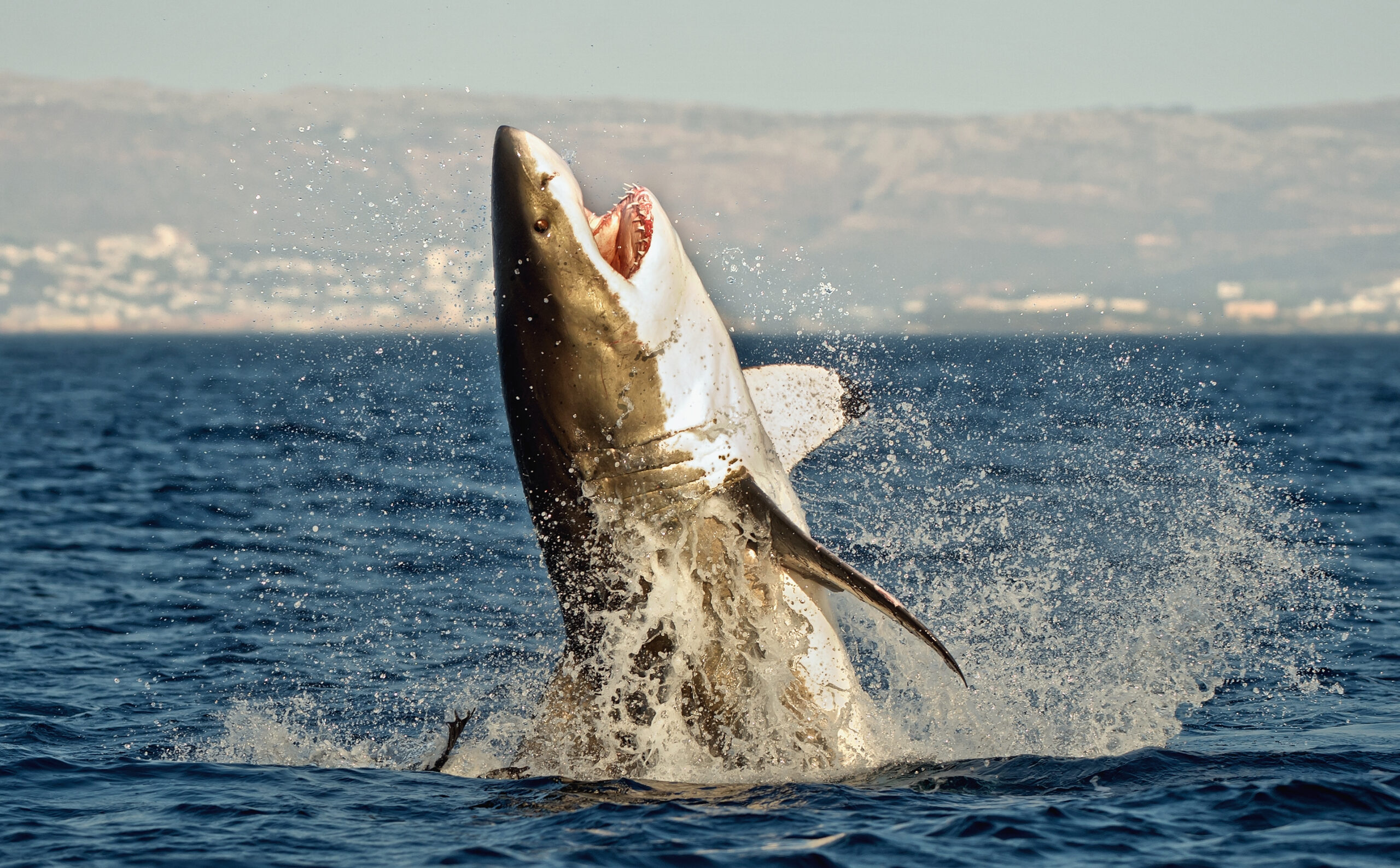 Hunting of a Great White Shark (Carcharodon carcharias) breaching in an attack on seal. South Africa