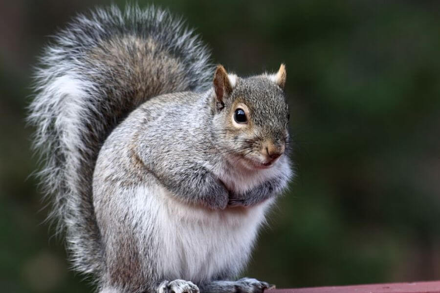 squirrel