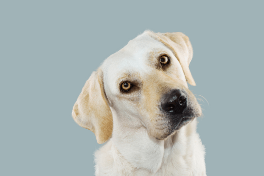 This is an image of a Labrador Retriever with a light cream-colored coat, tilting its head slightly to the side, set against a plain grayish-blue background. The dog has a curious expression, with bright, attentive eyes and soft floppy ears.