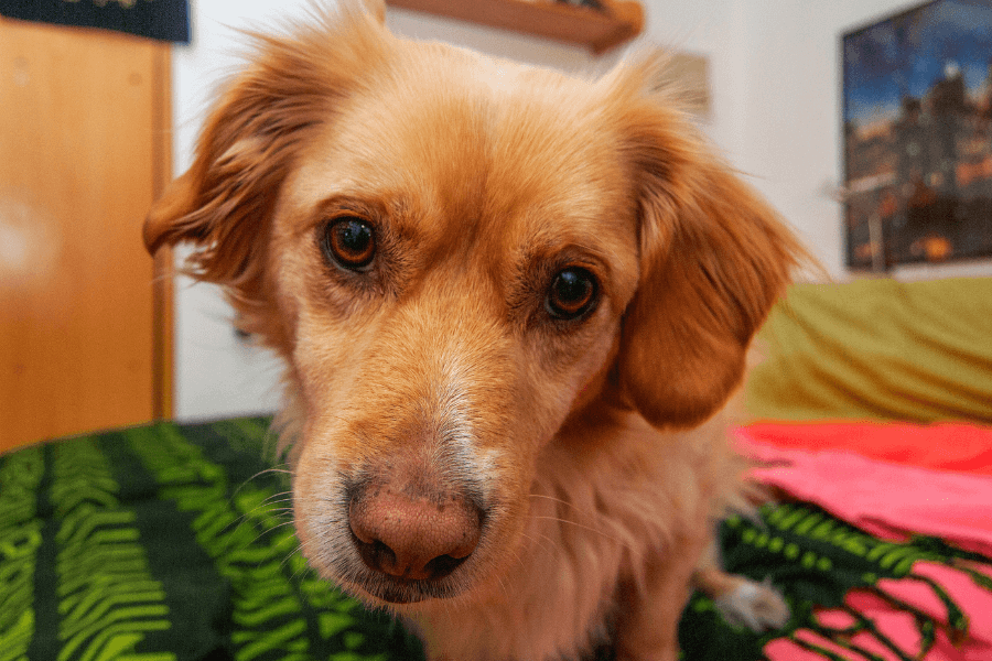 This close-up image features a golden-brown dog with expressive eyes, gazing curiously at the camera. The dog is sitting on a bed with a green and black patterned blanket, and the background includes household details such as a wooden shelf and a wall poster. The scene conveys an intimate, cozy indoor setting.