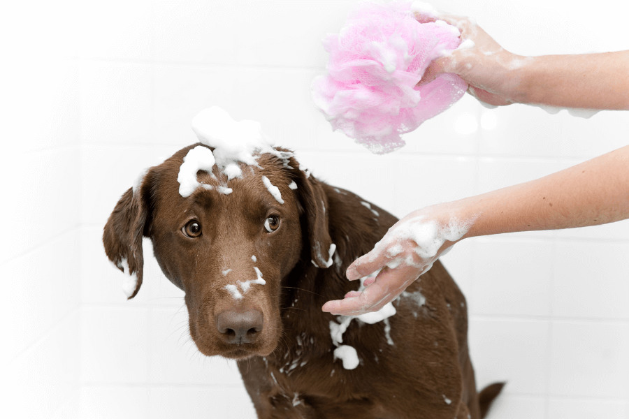 This image captures a brown dog during bath time, with soap suds on its head and body. The dog looks slightly uneasy or curious, while a person’s hands with a pink bath sponge are gently washing it. The background features white tiled walls, emphasizing the bathroom setting.