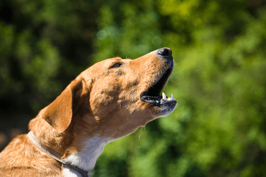 This image shows a tan-colored dog with a white neck barking or howling, captured in profile view. The dog is outdoors, with a blurred background of lush greenery and sunlight highlighting its fur.