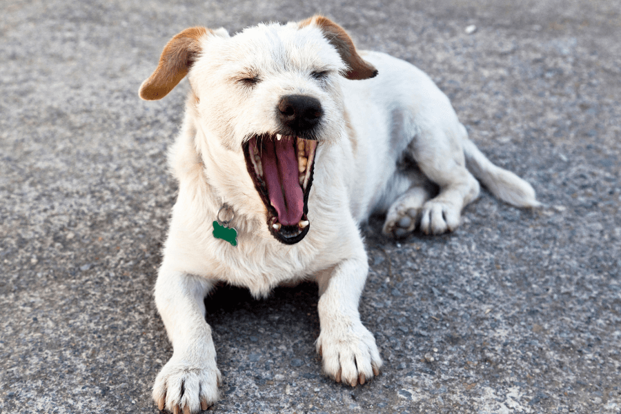 This image features a small white dog with light brown ears, lying on a concrete surface while yawning widely. The dog's eyes are closed, and a green tag hangs from its collar, suggesting a relaxed and casual moment. The texture of the concrete adds a natural, outdoor feel to the scene.