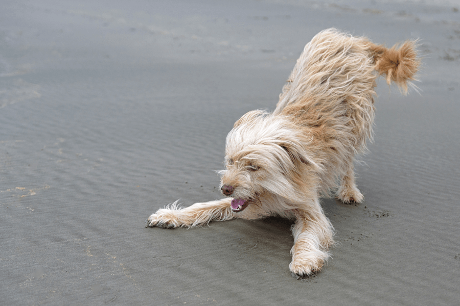 This image shows a playful, scruffy light brown dog crouched down on a sandy beach, possibly mid-play bow. The dog’s fur appears windblown, and its mouth is slightly open, revealing a joyful expression. The smooth, wet sand beneath it suggests a fun day by the water in a coastal setting.