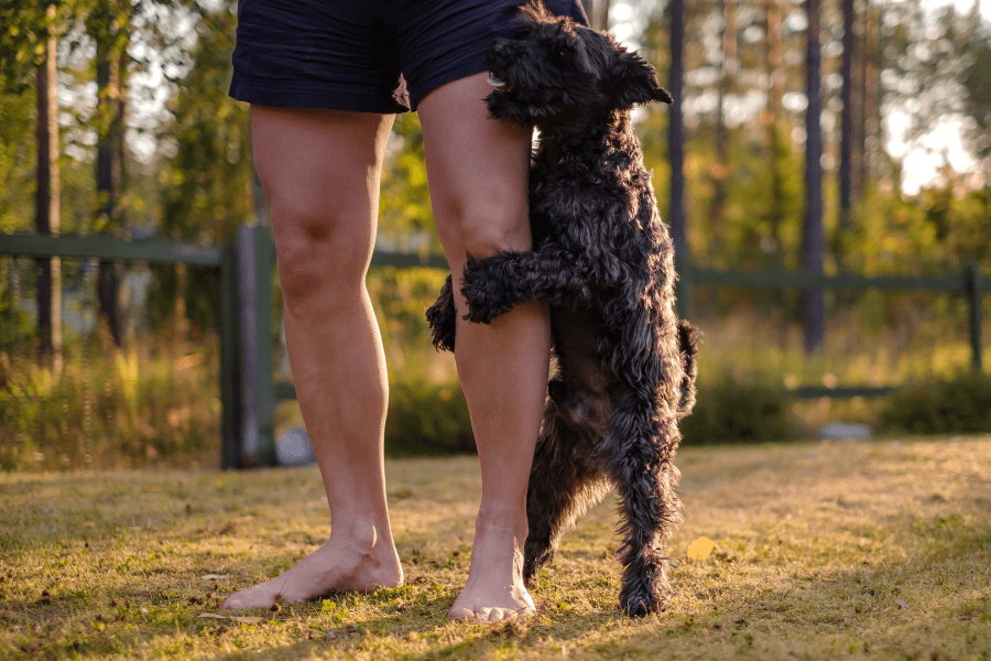 This image shows a small black dog standing on its hind legs, playfully clinging to a person’s bare legs. The person is wearing shorts and standing barefoot on a grassy lawn, with a fenced area and trees in the softly lit background. The scene captures a joyful and affectionate moment outdoors in a natural setting.