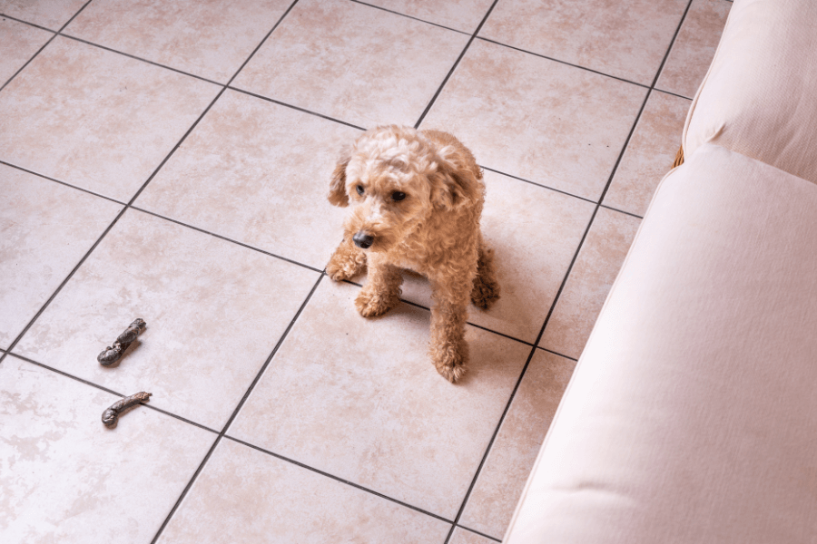 This image shows a small curly-haired tan dog sitting on a tiled floor near a beige couch. Two chewed-up sticks or toys lie on the floor nearby, suggesting the dog has been playing or chewing. The scene captures a quiet indoor moment with a hint of mischief.