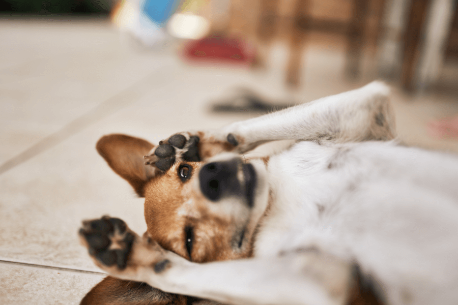 This image shows a small brown and white dog lying on its back on a tiled floor, playfully covering its face with its front paws. The dog's relaxed posture and half-closed eyes suggest it is comfortable and content. The blurred background includes hints of an outdoor or patio setting, adding to the casual, lighthearted scene.