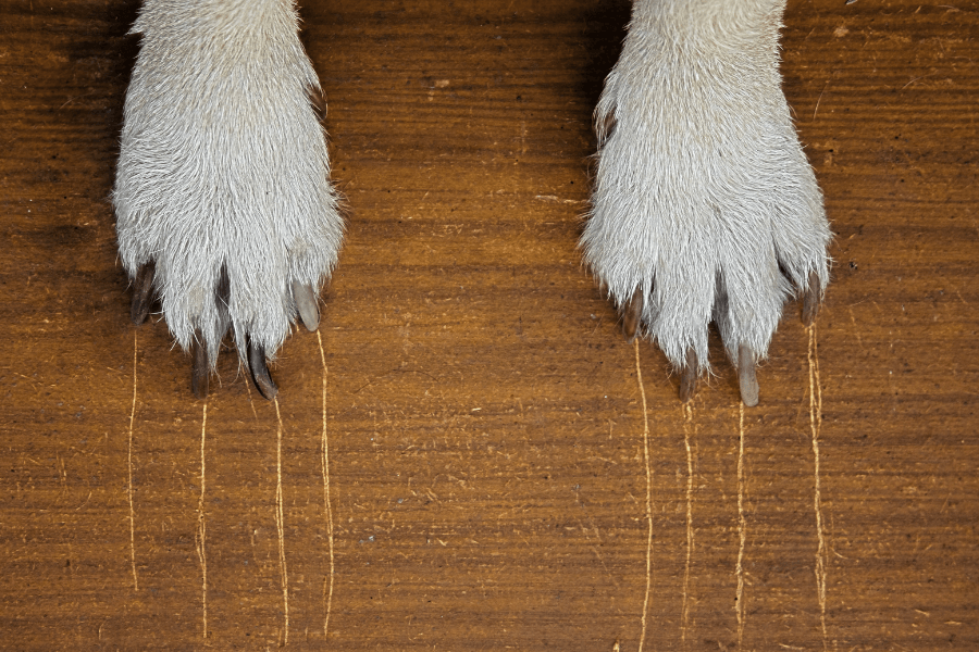 This image showcases two white furry dog paws resting on a wooden surface. The paws are positioned side by side, with visible nails and textured fur. Scratch marks on the wood suggest playful or curious behavior, adding character to the simple and focused composition.