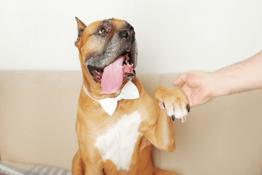 This image features a tan Boxer dog wearing a white bow tie, sitting on a beige couch and enthusiastically holding up its paw to shake hands with a person. The dog's tongue is out, and its expression appears playful and excited. The clean, minimal background keeps the focus on this charming interaction.