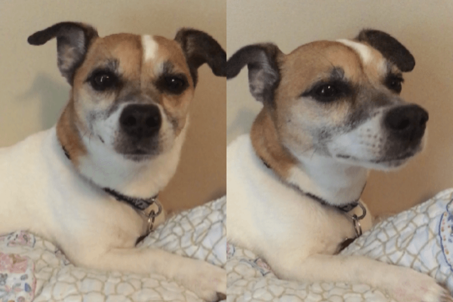 This image features two side-by-side shots of a small white and tan dog lying on a patterned blanket. The dog has a calm and slightly inquisitive expression, with its ears perked up and its gaze directed forward. The neutral background and cozy setting highlight the dog's relaxed demeanor.