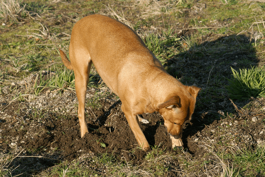 This image features a brown dog actively digging into the soil in an open field with sparse grass and vegetation. The dog is focused, with its nose near the ground, seemingly intent on investigating or uncovering something buried. The setting is bright and sunny, highlighting the dog's sleek coat.