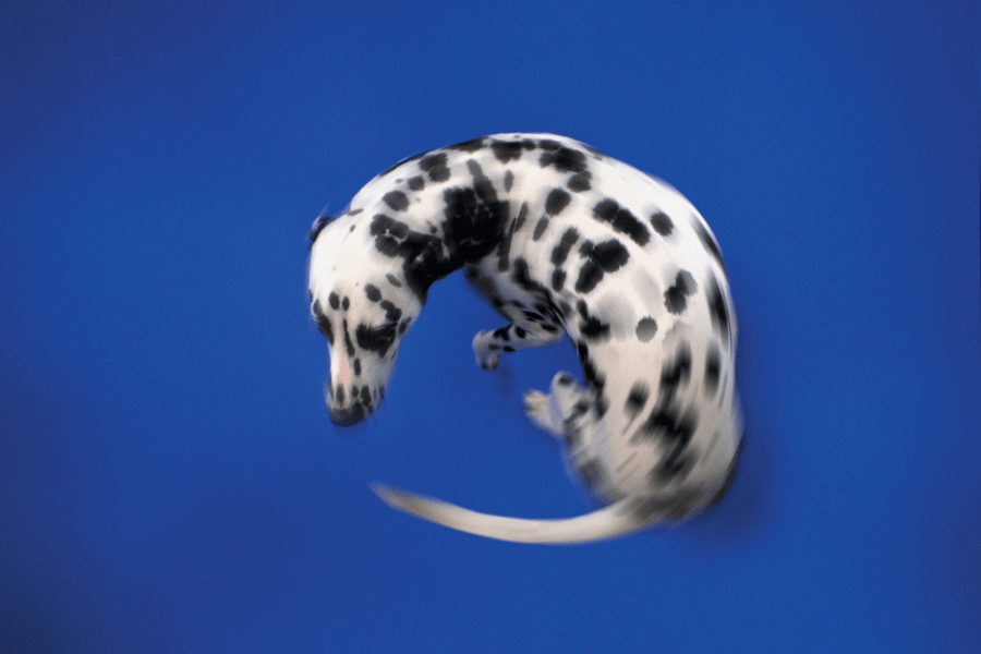 This striking image features a Dalmatian mid-spin against a vibrant blue background, creating a dynamic and blurred motion effect. The dog's black spots and sleek white coat contrast sharply with the bold background, highlighting its graceful movement. The composition captures an energetic and artistic moment.