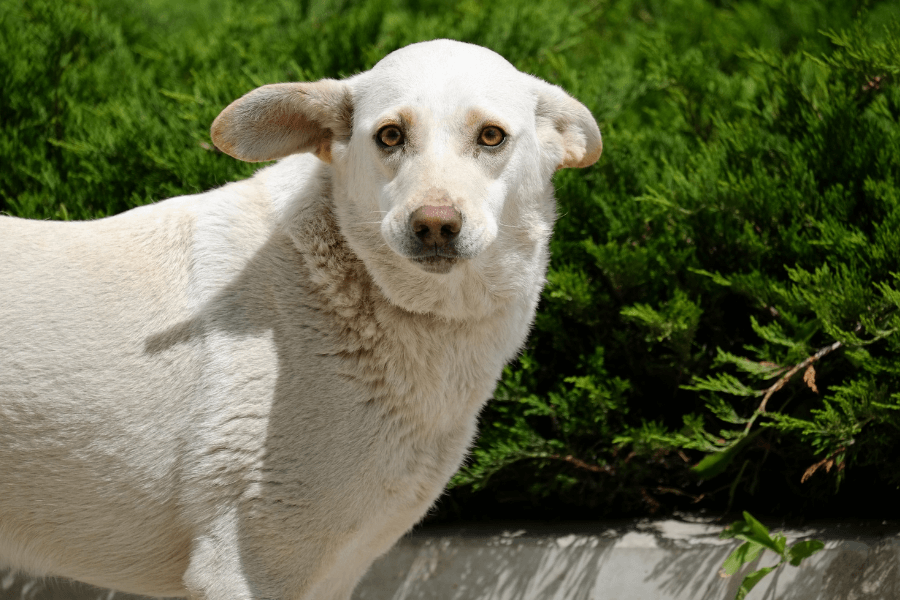 This image features a white dog with light brown eyes, standing outdoors in front of lush green bushes. The dog's ears are slightly flopped, and it has an alert yet gentle expression. The bright natural light highlights the dog's clean coat, adding to the serene and natural setting.