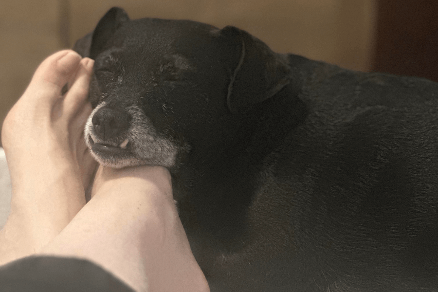 This image captures a small black dog resting its head on someone's feet, with its eyes closed in a peaceful and relaxed state. The dog's slightly visible teeth and cozy positioning suggest a feeling of security and comfort. The soft lighting emphasizes the intimate and warm atmosphere of this tender moment.