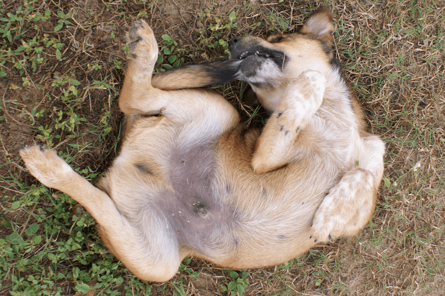 This image shows a light brown dog lying on its back in the grass, playfully chewing on its own tail. The dog's legs are relaxed and partially bent, showcasing a carefree and playful demeanor. The ground is a mix of green grass and dry patches, adding a natural outdoor setting.