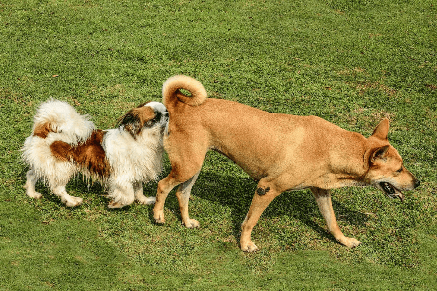 This image shows two dogs interacting on a grassy lawn. A small, fluffy white-and-brown dog is sniffing the rear of a larger tan dog with a curled tail, who appears to be walking forward with its tongue slightly out. The scene captures typical canine behavior in a natural outdoor setting.