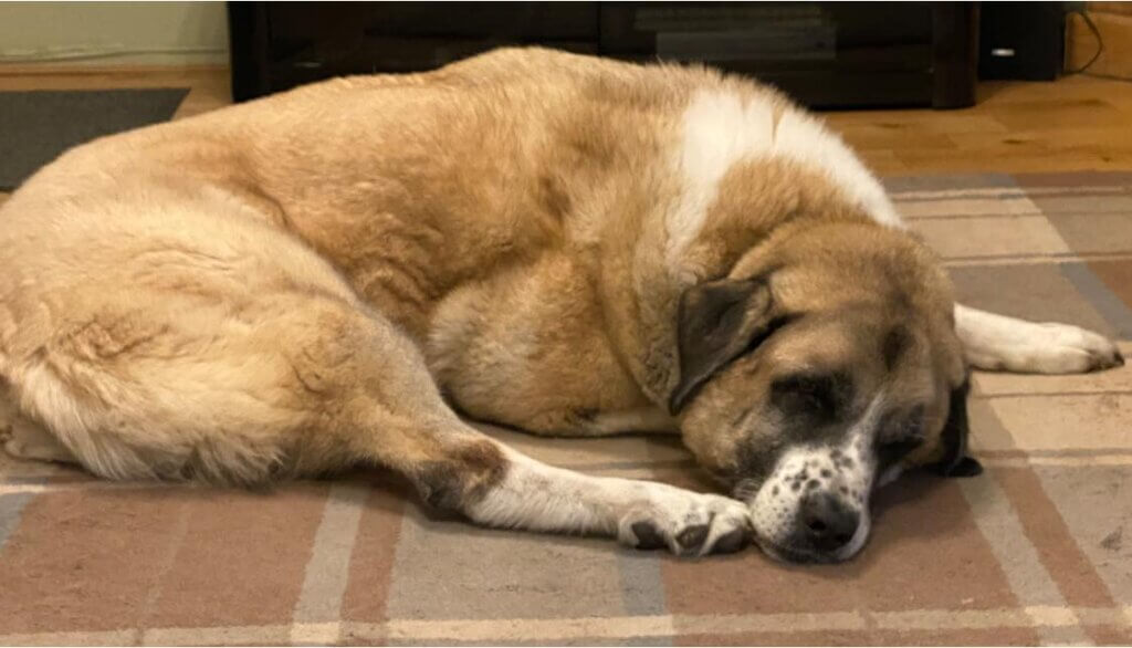 Haatchi the dog sleeping