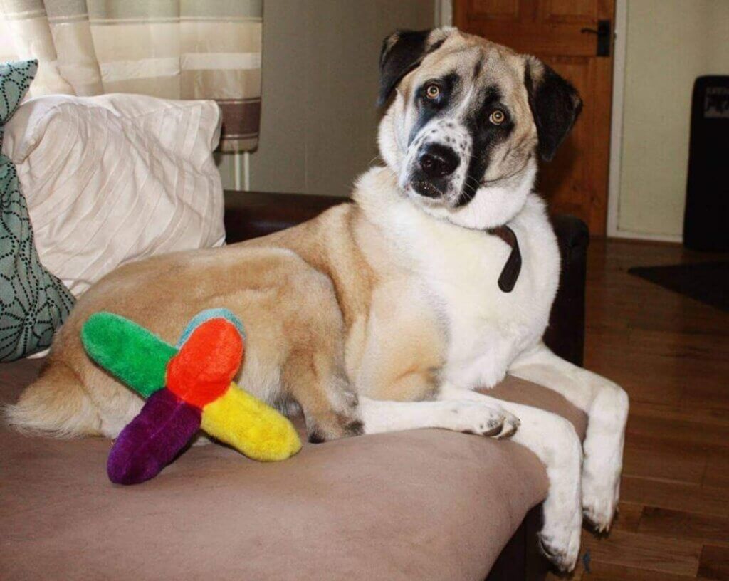 Haatchi with his toy