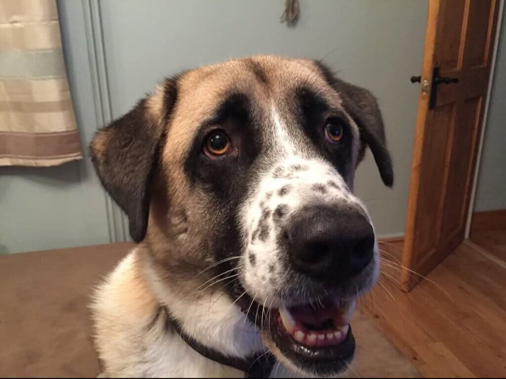 Dog
