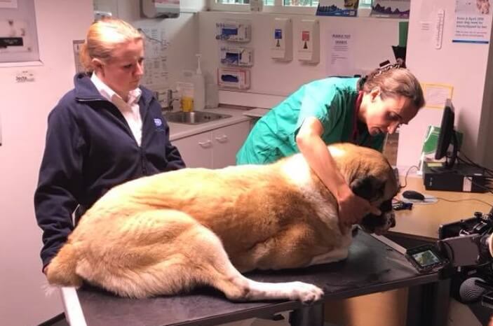 Dog at the vets