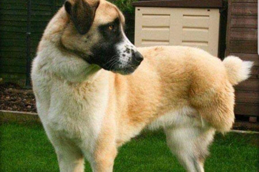 Thre legged Dog